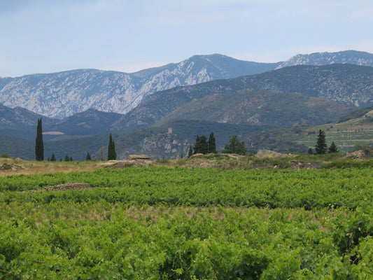 Domaine Modat Roussillon