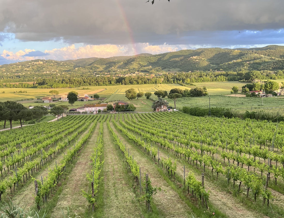 Cantina Daniele Rossi Torgiano Umbrië