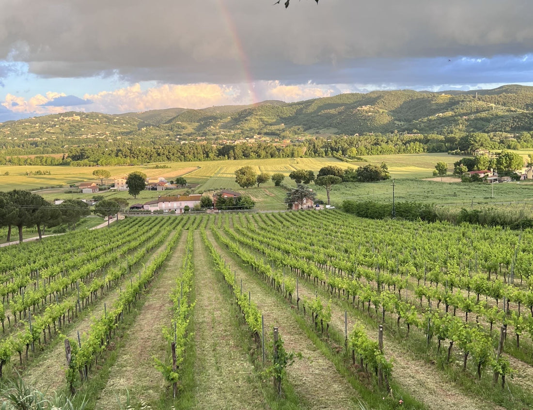 wijngaarden Umbria Daniele Rossi Umbrië